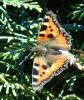 Aglais urticae